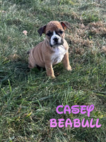 Casey Female Beabull $850