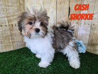 Cash Male Shorkie $750