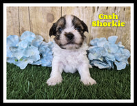Cash Male Shorkie $950