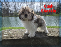 Cash Male Shorkie $850