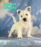 Casper Male AKC West Highland Terrier $1125