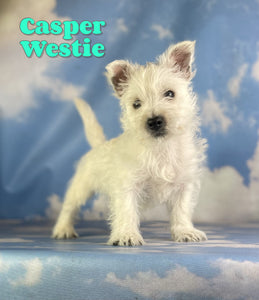West Highland Terrier