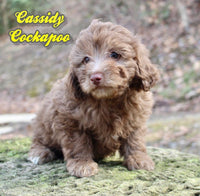 Cockapoo