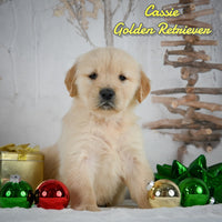 Cassie Female AKC Golden Retriever $950