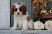 Cavachon