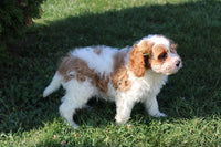 Cavachon