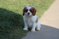 Cavachon