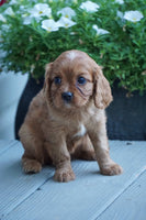  Cavalier