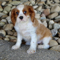 Cavalier