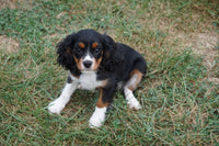 Cavalier