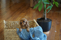  Cavalier