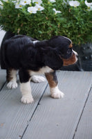  Cavalier