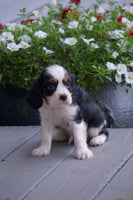  Cavalier