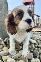 Cavalier