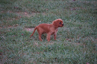 Cavalier