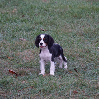 Cavalier