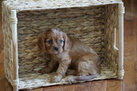  Cavalier