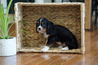  Cavalier