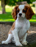 Cavalier