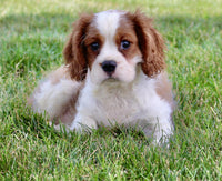 Cavalier