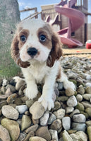 Cavalier