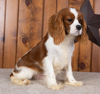 Cavalier
