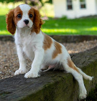 Cavalier