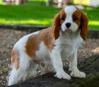Cavalier