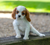 Cavalier