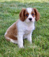 Cavalier