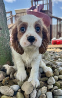 Cavalier