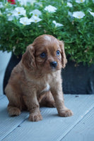  Cavalier