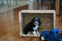  Cavalier