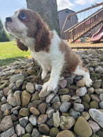 Cavalier