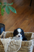  Cavalier
