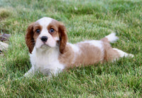 Cavalier
