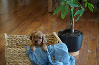  Cavalier