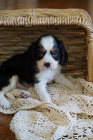 Cavalier