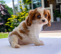 Cavalier
