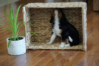  Cavalier