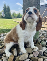 Cavalier