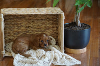  Cavalier