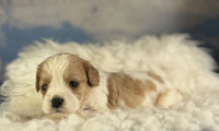 Cavapoo