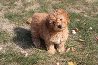 Cavapoo