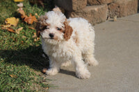 Cavapoo