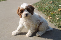 Cavapoo