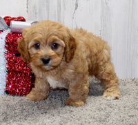  Cavapoo