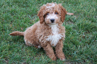 Cavapoo