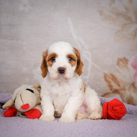 Cavapoo