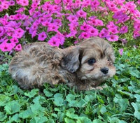 Cavapoo